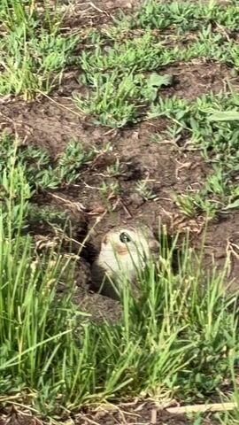 A small rodent, possibly a ground squirrel, peeks out from a hole in the ground. The hole is surrounded by dirt and green grass. The rodent's head and eyes are visible as it looks towards the camera. The video is short and does not show any other animals or people.