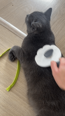 Kemerovo morning routine: cats, coffee, and calf raises