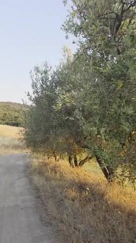 This media file captures a rural landscape scene with a dirt road winding through dry, golden grass. A prominent olive tree stands to the right of the road, its branches laden with green leaves. In the background, rolling hills covered in vegetation recede under a clear, light blue sky. The sun appears to be low in the sky, casting a warm, golden light on the scene, suggesting it's either early morning or late afternoon. The overall atmosphere is peaceful and serene. There is no visible text or people in the media file.