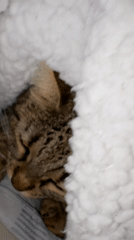 Multiple cat sightings documented across Varna, Bulgaria