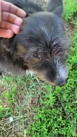 A small, scruffy dog is featured in a close-up video, being gently petted by a human hand. The dog has mostly black fur with brown and tan accents, and distinctive white markings on its snout, above its eyes, and a white patch on its chest. Its fur is shaggy and wiry, particularly around its face. The human hand is seen stroking the dog's head and behind its ears, an action the dog seems to enjoy as it remains still and calm. The setting is outdoors, with green grass and some dry dirt or straw visible on the ground. The background is blurred. The scene takes place in daylight. The location context for this video is Velyka Bahachka, Ukraine.