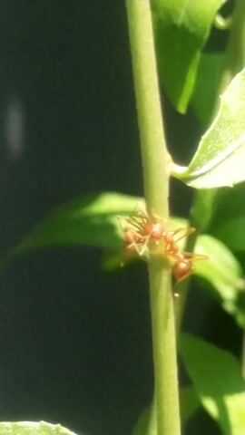A close-up, vertical video shows two red ants on a green plant stem. The ants are positioned one above the other, both facing left. The background is dark and out of focus, with some green leaves visible. The video is short, lasting only a few seconds, and the ants remain stationary throughout.