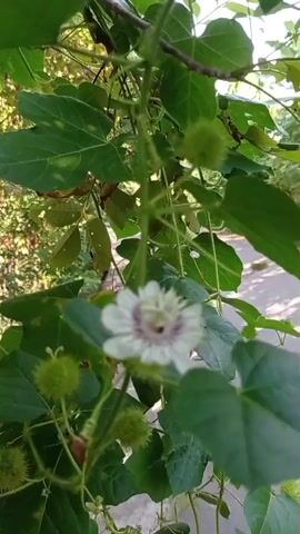 This is a close-up, shaky video of a vine with green leaves. A white flower with purple accents is in the center of the frame, and several spiky green fruits are visible. The background is blurred, showing hints of trees and a paved surface.