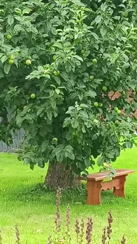 The video shows a medium shot of an apple tree laden with unripe green apples. The tree has a thick trunk and is surrounded by green grass. To the right of the tree, a small wooden bench with decorative legs is placed on the grass. The background shows a building and a fence. In the foreground, some plants with dark purple tops are visible. The lighting suggests it is daytime, possibly overcast or late afternoon. No people are visible. The camera is stationary.
