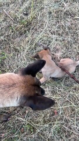A short video shows two dogs on a grassy area with dry grass and some green patches. The dog in the foreground is mostly brown with black ears and is lying down, facing away from the camera. In the background, a lighter brown puppy is on its hind legs, gnawing on a stick. The puppy is positioned to the right of the frame, with its head turned towards the stick. The lighting suggests it is daytime.