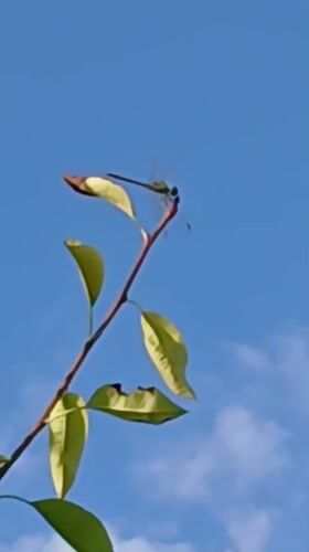Summer garden life in Koktal, Kazakhstan — plants, insects, and sky