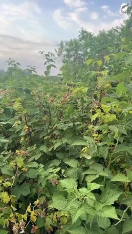 This is a close-up, vertical video of a raspberry bush laden with ripening berries. The camera pans slowly from left to right, showcasing the dense foliage and the scattered red raspberries amongst the green leaves. The sky is visible in the background with some clouds. The overall impression is of a natural, overgrown setting, possibly a garden or wild area, during the raspberry harvest season.