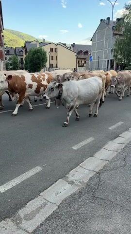 A herd of approximately 20-30 cows is seen walking in a single file line down a paved street in a town. The cows display various coat colors, including light brown, white, and brown-and-white spotted patterns. Many of the cows wear large bells around their necks, which can be heard clanging prominently throughout the video.

The street is an asphalt road with a white dashed center line and a concrete curb on the right. Buildings of varying architecture, including multi-story structures with grey, beige, and yellow facades, line both sides of the street. Green trees are interspersed among the buildings, and distant mountains are visible in the background under a clear, blue sky. The lighting indicates it is daytime, possibly late afternoon or early evening.

A street light pole is present on the right side of the road. A blue circular traffic sign with a white arrow pointing upwards (likely indicating "straight ahead" or "mandatory direction") is visible on the left. Another smaller, red-bordered triangular sign is further down the road but is indistinct. The cows move calmly, occupying one lane of the road. The scene depicts a common sight in Benasque, Spain, where livestock may be moved through town streets.