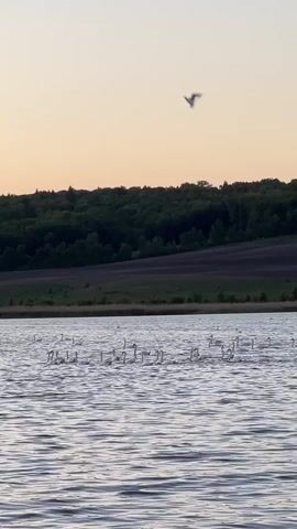 The video shows a body of water with many white swans swimming on the surface. In the background is a grassy hill, followed by a line of trees. Above the swans, a bird flies across the frame. The sky is a muted orange. The water is rippled and reflects the sky.