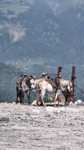 A vertical video opens on a rocky, barren landscape. In the foreground, four donkeys stand tethered together, their backs laden with saddles. Behind them, two weathered metal posts rise from the ground, connected by wires that run across the frame. The background is dominated by a steep, forested mountain slope, partially obscured by clouds. The scene appears to be in a mountainous region, likely a tourist area where donkeys are used for transport.