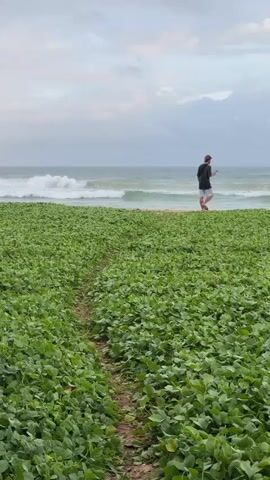 This media file depicts a serene beach scene with a prominent foreground of lush green vegetation. A narrow dirt path winds its way through the dense foliage, leading towards the ocean. In the background, the sea meets the shore with gentle waves rolling in. A lone figure, a person walking, is visible on the sandy stretch between the vegetation and the water, looking at their phone. The sky is overcast with clouds, suggesting a possibly late afternoon or early morning time of day. The overall mood is peaceful and tranquil, with the natural elements of the beach and vegetation taking center stage. There is no visible text in the media file. The location is identified as Koggala, Sri Lanka.