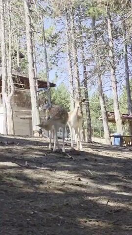 The video shows two deer in a wooded area. The deer are standing on a dirt path, surrounded by trees. There is a building in the background, and what appears to be a fence or enclosure. The deer are both looking in the same direction, and one of them is sniffing the ground. The lighting suggests it is daytime, and the weather is sunny. There are no people visible in the video.
