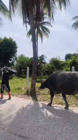 Man walks residential road in rural Thailand development area