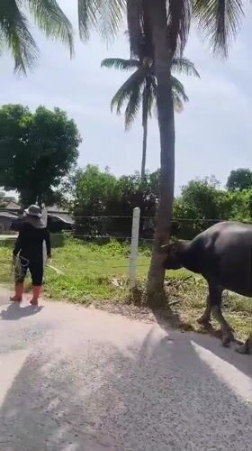 Man walks residential road in rural Thailand development area