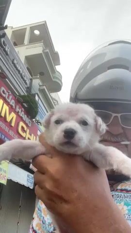 Here's a detailed description of the video:

A man wearing a white motorcycle helmet and glasses holds a small, white puppy in his hands, bringing it close to the camera. The man has a grey beard and is wearing a patterned shirt. He has what appears to be a cigarette in his mouth. The puppy looks directly at the camera.

The background includes buildings with signs in Vietnamese. There's a red sign that reads "CUA HANG KIM CHI." The sky is visible above the buildings, and it appears overcast.