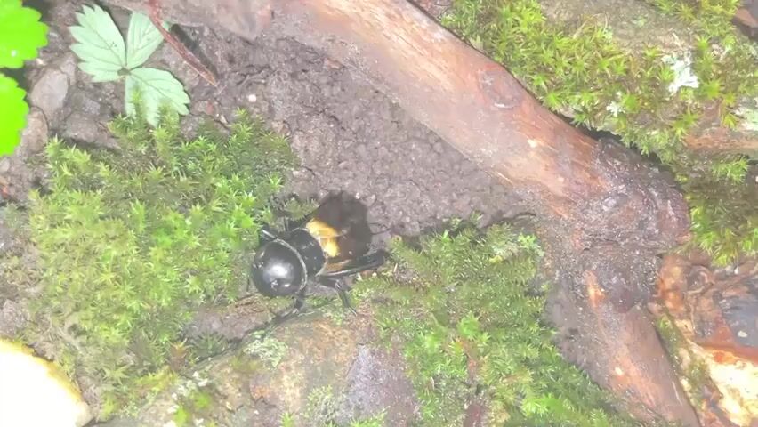 A black beetle with orange markings on its back is on moss-covered ground near a piece of wood. The beetle is positioned in the center of the frame and appears to be stationary. The background consists of dark soil and more moss. The lighting is dim and appears to be natural.