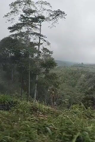 The video shows a cloudy, mountainous landscape. Lush green vegetation covers the hills, with a few tall trees visible in the foreground. The camera appears to be moving, likely from a vehicle, as evidenced by the blurred foliage in the lower portion of the frames and the appearance of stacked green crates with yellow trim in one frame, suggesting a roadside view or cargo transport. The overall atmosphere is one of natural beauty, possibly a rural or remote area.