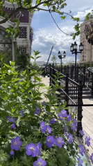 Outdoor market scenes with flowers and metalware captured