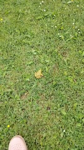 A frog leaps across a grassy lawn dotted with small white flowers and some yellow weeds. A human foot, wearing a light-colored sandal, is visible in the bottom left corner of the frame. The camera is positioned above and slightly to the side of the frog, following its movement.
