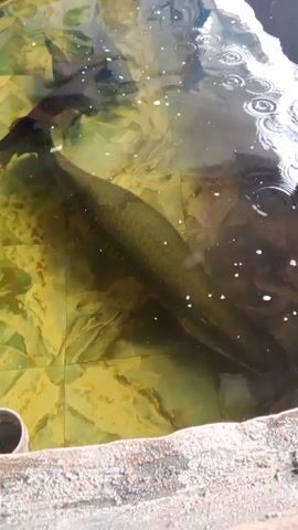 The video shows two fish swimming in shallow, clear water. The water has a greenish hue and the bottom appears to be tiled with a marble-like pattern in shades of green and yellow. A large, long, dark-colored fish with scales is in the foreground, swimming from right to left. Its body is thick and tapers towards its tail. In the background, a thinner, darker fish with a pointed snout swims from left to right. The surface of the water has ripples and reflections, suggesting light is shining from above. Part of a rough, textured, light-brown border is visible at the bottom of the frame, and a white cylindrical object, possibly a pipe or drain, is partially visible on the left side of the border. The overall impression is of an outdoor pond or shallow aquarium.