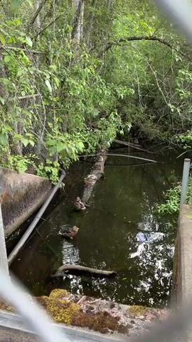 A video captures a natural scene with four ducks. Three ducks are perched on a fallen log that lies partially submerged in dark, murky water. One duck is in the water, close to the log. The environment is lush with green foliage and trees. A chain-link fence is visible to the left, with a concrete structure on the far left. Another concrete structure is in the foreground. The water surface is rippled and reflects the surrounding greenery. The lighting suggests it is daytime, likely overcast or in a shaded area.