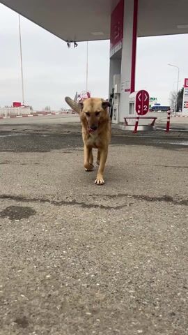 A brown and tan dog walks toward the camera on a concrete surface at a gas station. The dog approaches until its nose fills the frame. The gas station has red and white signage. The sky is overcast.