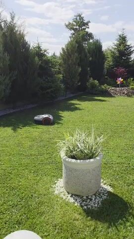 A robotic lawn mower is operating on a well-maintained green lawn. The mower is compact and modern in design, with a gray and orange exterior. It appears to be autonomously navigating the grass, suggesting it is in the process of mowing. In the background, there are several evergreen trees and shrubs, forming a border around the lawn. A decorative pinwheel is visible in the far right background, adding a touch of color to the scene. In the foreground, a large white pot filled with variegated ornamental grass stands prominently. The overall environment is that of a tidy, suburban garden on a sunny day.