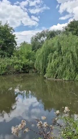 The video shows a body of water, likely a pond or slow-moving river, bordered by lush green trees and vegetation. The water reflects the blue sky with scattered white clouds. In the foreground, there are some dried seed heads or flower stalks. The camera pans slowly across the scene, offering a tranquil view of nature.