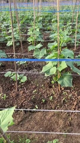 The video shows an outdoor scene of a cucumber field with rows of young cucumber plants. The plants are supported by bamboo poles and held in place by blue string. The soil is dark brown and appears moist. In the background, more rows of cucumber plants are visible, extending into the distance. There are also some trees in the background, including palm trees, and a wooden structure that appears to be a trellis or support system for the plants. The sky is visible at the top of the frame and appears overcast or hazy. There is a blurry figure of a person in the far background tending to the plants.