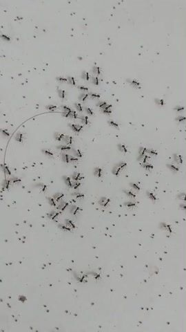 The video shows a close-up, overhead view of a cluster of small black ants on a white, speckled surface. The ants are spread out over the surface, with some individuals in close proximity to each other, while others are more isolated. There is a dark, curved line, possibly a hair or a thread, visible in the upper left quadrant of the image. The surface appears to be flat and matte. The lighting is even and does not cast strong shadows. The ants are the primary focus of the video, and they appear to be moving.