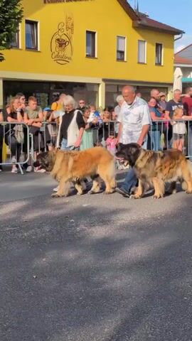 A group of large dogs, possibly Leonbergers, are walking in a parade down a street. They are accompanied by handlers who are walking alongside them. A crowd of spectators is lined up on the side of the street, watching the parade. In the background, there is a yellow building with German writing that appears to be a bakery. The sky is blue and there are some clouds. The ground is asphalt.