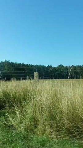 The video is shot from inside a moving vehicle. The view is primarily of a grassy field with tall, dry grass and some green grass in the foreground. Beyond the field, there is a fence with several posts and wires. Behind the fence, there is a dense line of trees. The sky is clear and blue. The video also shows a side-view mirror, part of the car's interior, and the windshield, which is somewhat dirty and streaked. The car appears to be on a road, as indicated by the white line visible on the road surface in the distance and the dashboard in the foreground. The sun is shining brightly, creating some glare on the windshield. The video is in Polish.