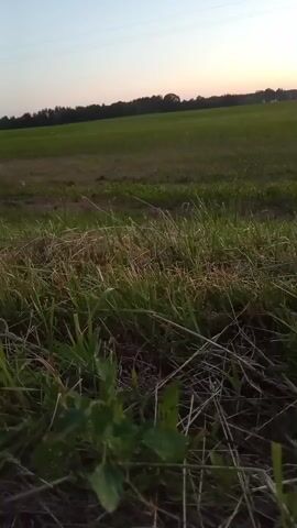 This is a low-angle shot of a field at dusk. The foreground is filled with tall grass and dry vegetation, some of which is brown and appears dead. The background shows a large, green, cultivated field stretching towards a distant tree line. The sky is a gradient of soft blues and oranges, indicating the sun has recently set. The lighting is dim, and the image appears to be filmed from a moving vehicle, as evidenced by the slight blur and the way the foreground elements streak by. The overall scene is rural and peaceful, capturing the transition from day to night. There are no people or discernible objects other than the natural landscape.