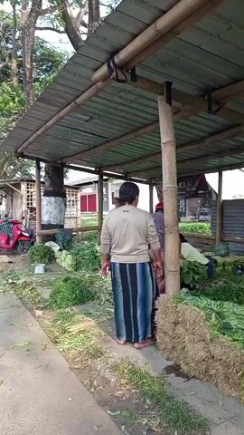 A man wearing a light brown long-sleeved shirt and a blue and white striped sarong stands with his back to the camera, facing a covered market stall. Behind him, several people are tending to large piles of green produce and dry hay. The stall is supported by bamboo poles and has a corrugated metal roof. The ground is covered with dirt and scattered leaves. The atmosphere appears to be that of an outdoor market.