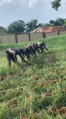 Agricultural workers till field manually in Akwanga, Nigeria