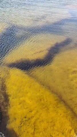 A body of water is shown from a high angle, looking down at the surface. The water is clear, allowing the yellow-colored seabed to be seen through it. The seabed has dark, irregularly shaped shadows cast upon it, creating patterns that resemble indistinct forms. The water is slightly rippled, and sunlight reflects off its surface in shimmering patches. The horizon, where the water meets the sky, is visible in the distance. The sky is pale blue with a few faint clouds. The edge of the land is visible at the bottom of the frame, appearing rocky and dark. The camera appears to be moving slightly, causing the view to shift subtly.