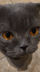 Gray cat hand-fed kibble and rice in close-up feeding session