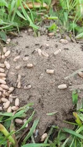 The video shows an ant colony with many ants and ant pupae on the surface of a mound of dirt. The mound is surrounded by green grass and soil. Some ants are carrying pupae. The lighting is natural and the image is slightly blurry.