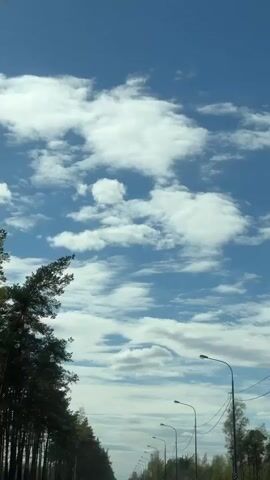 The video depicts a blue sky dotted with fluffy white clouds, captured from a moving vehicle on a tree-lined road. Tall pine trees stand on the left side of the frame, while evenly spaced streetlights line the right side of the road. The vehicle is traveling straight ahead as evidenced by the receding perspective of the road and streetlights. The scene is bright and sunny.