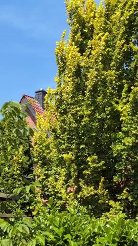 This is a short video clip, likely captured on a sunny day, showcasing a garden scene with lush green foliage. The camera pans across various trees and plants, revealing a bright blue sky overhead. In the background, a portion of a house with a red tiled roof and a chimney is visible, suggesting a residential setting. The overall impression is one of a peaceful, natural environment on a clear day, likely during daylight hours due to the bright sunlight. The video does not contain any people or text. The location context of Harsewinkel, Germany, places this scene in a specific European town.