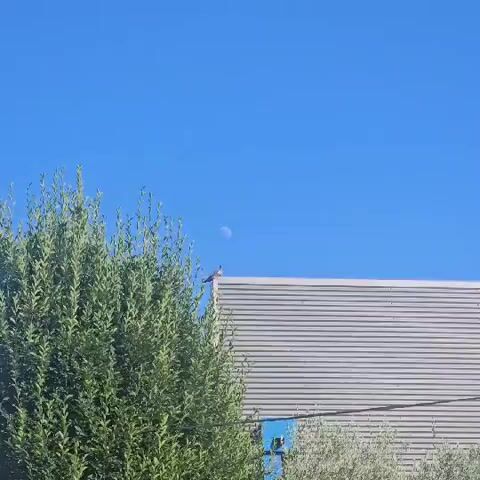 A pigeon stands on the edge of a gray corrugated roof. To the left of the pigeon, lush green leaves of a tree obscure part of the frame. In the upper right quadrant of the image, a gibbous moon is visible against a clear blue sky. The video is short and static, showing no movement.