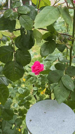 Ordinary moments captured across Esenyurt: roses, traffic, elevator selfie