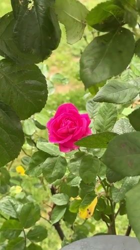 Ordinary moments captured across Esenyurt: roses, traffic, elevator selfie