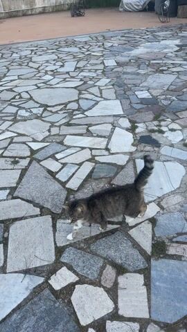 The video captures a gray and brown tabby cat with white paws and chest on a stone-paved path in Cutrofiano, Italy. The path is made of irregularly shaped, light-colored flagstones with small patches of grass growing between them.

Initially, the cat walks calmly from the left side of the frame towards the right, then pauses and looks ahead. Shortly after, it lies down on its side and playfully rolls onto its back, exposing its belly, before rolling back to its side. This behavior suggests the cat is relaxed and comfortable in its environment.

The setting appears to be an outdoor area, possibly a driveway or courtyard, leading to a visible dirt road or path in the background. Distant greenery and a building are also visible, indicating a semi-rural or residential locale. The lighting suggests it is daytime, likely morning or late afternoon, with soft, diffused light and no harsh shadows. The weather appears pleasant and clear. There is no visible text in the video. The audio includes a person speaking Italian in the background, adding to the ambient sounds of the scene.