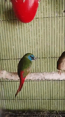 Caged birds and a squirrel in Kuta Trieng, Indonesia