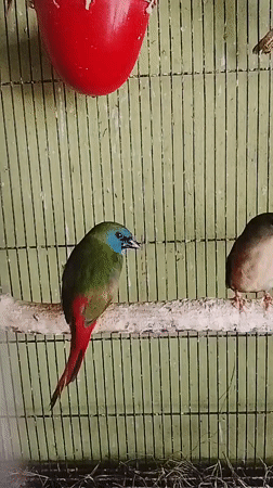 Caged birds and a squirrel in Kuta Trieng, Indonesia
