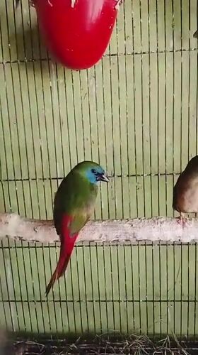 Caged birds and a squirrel in Kuta Trieng, Indonesia