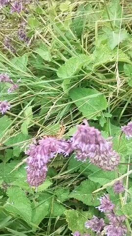 The video shows a butterfly with orange and brown wings resting on purple flowers surrounded by green foliage. The butterfly is positioned in the center of the frame, and the camera angle is looking down at the scene. The lighting appears to be natural, suggesting an outdoor environment.