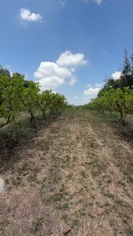 A vertical video shows a dirt path lined with rows of small, leafy green trees on either side. The path is dry and sparsely covered with dead grass. The trees are young and appear to be fruit trees, possibly with a pruned canopy. Beyond the trees, the landscape is mostly flat and overgrown with vegetation. The sky above is a clear blue with scattered white, fluffy clouds. The sun appears to be high in the sky, casting a soft light on the scene. The overall impression is of a rural or agricultural setting.