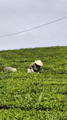 Rural Vietnam morning: tea harvest, domestic life documented